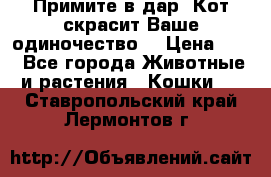 Примите в дар. Кот скрасит Ваше одиночество. › Цена ­ 0 - Все города Животные и растения » Кошки   . Ставропольский край,Лермонтов г.